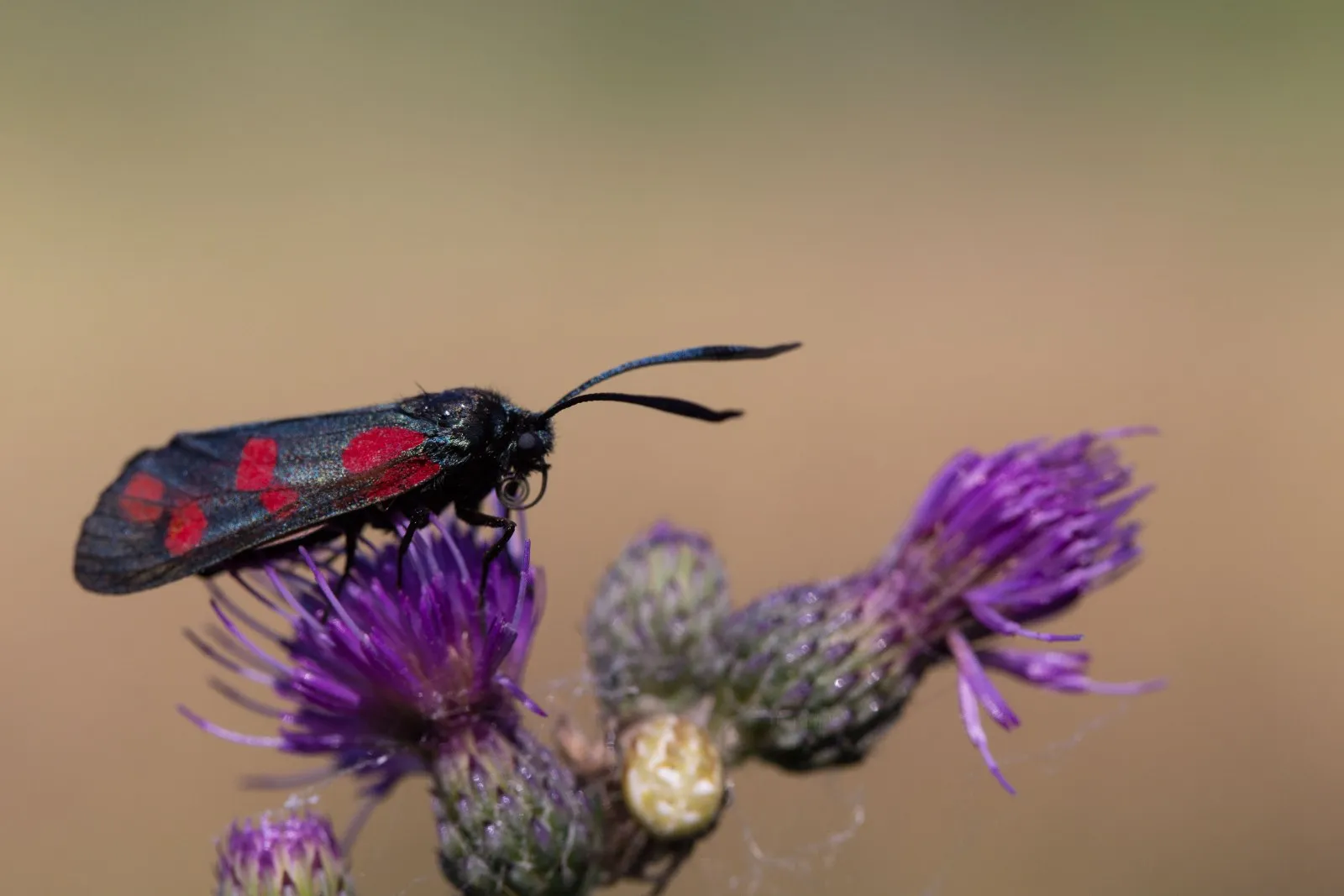 Sint-jansvlinder op distel