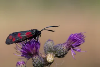 Sint-jansvlinder op distel