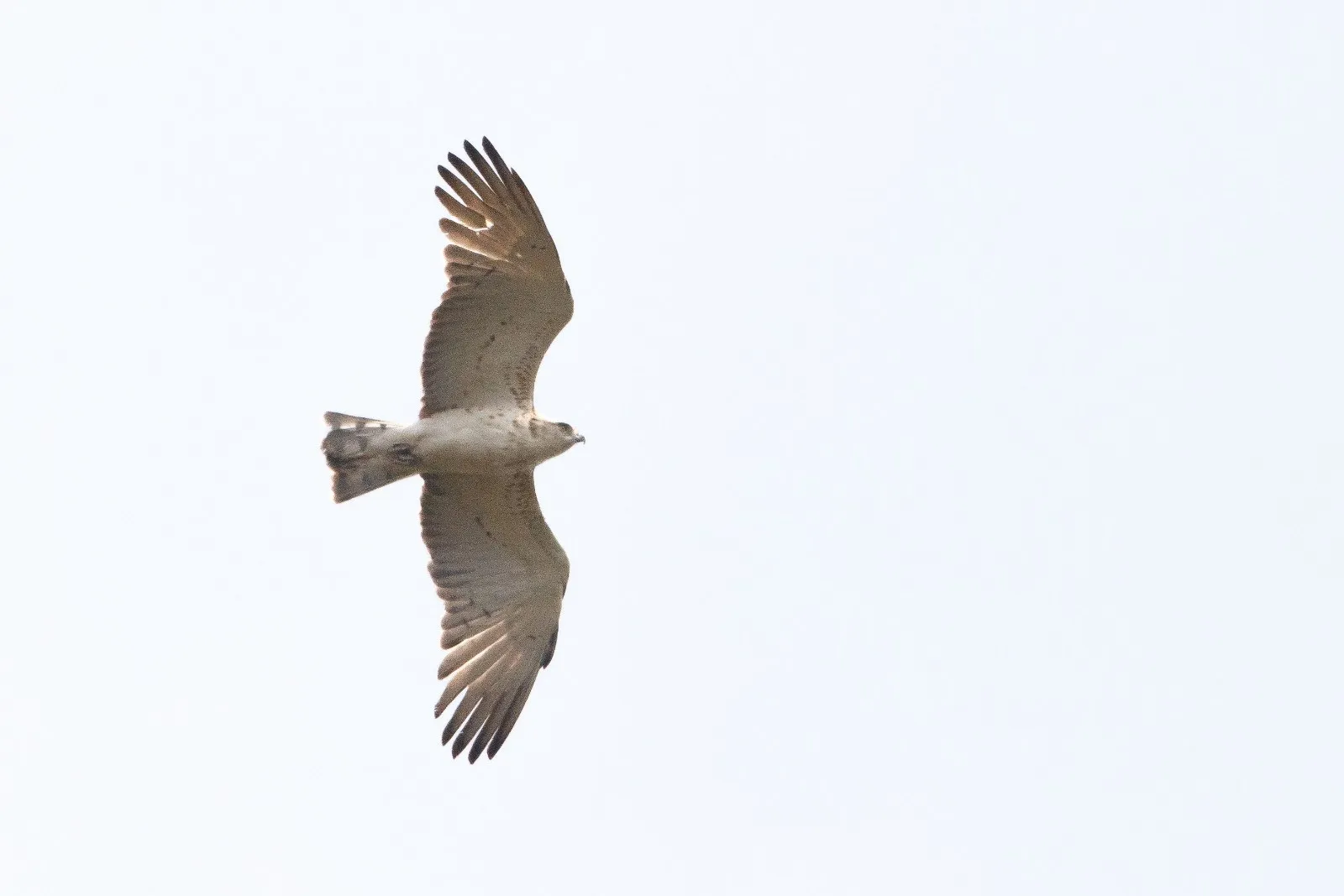 Slangenarend in de vlucht