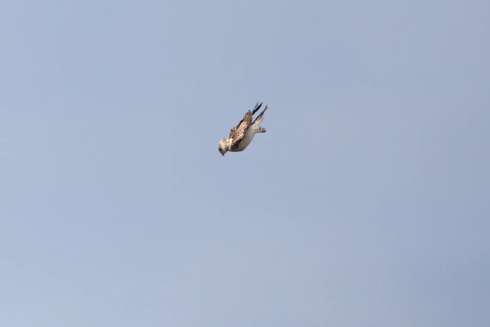 Slangenarend in de vlucht