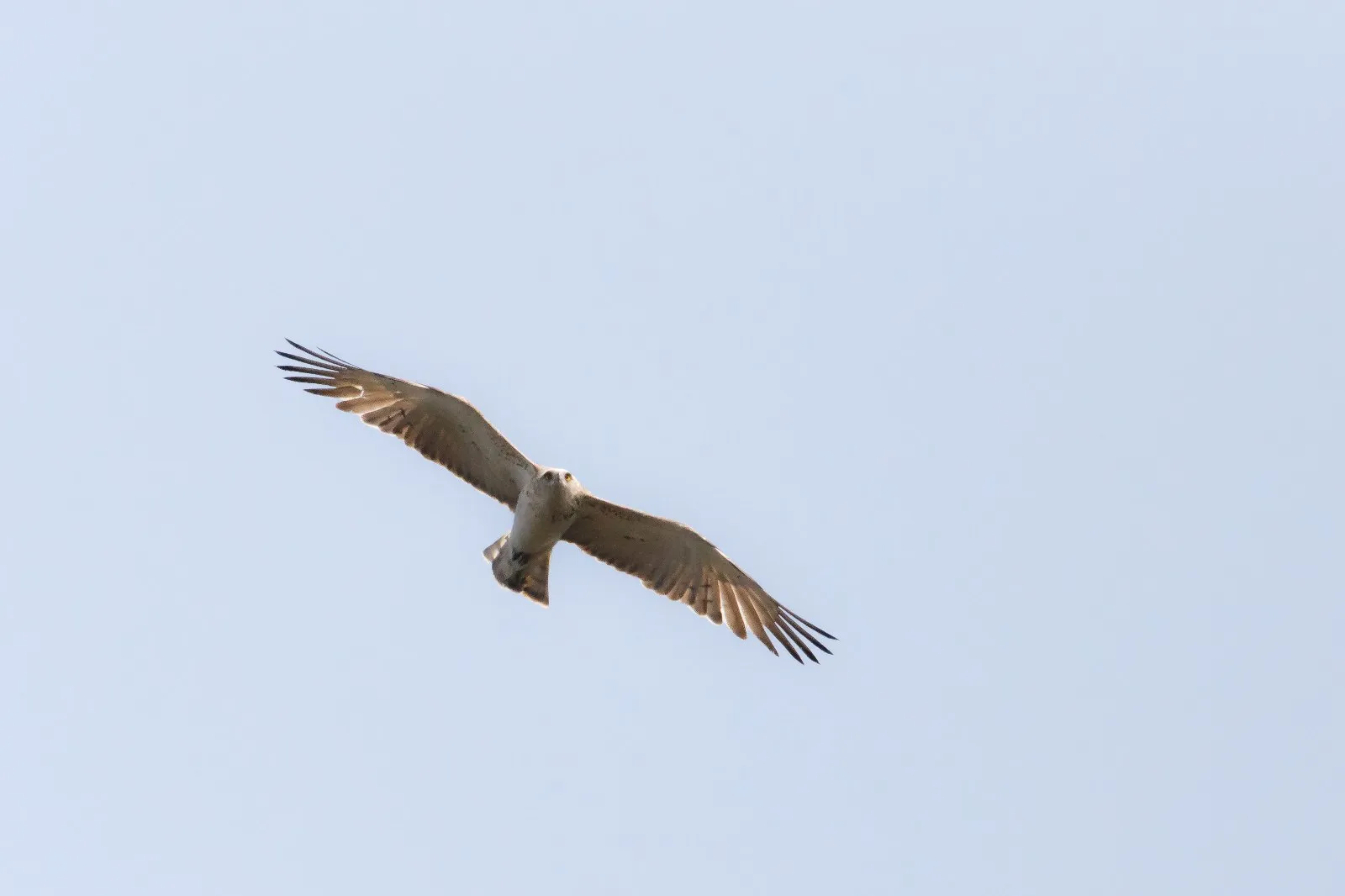 Slangenarend in de vlucht