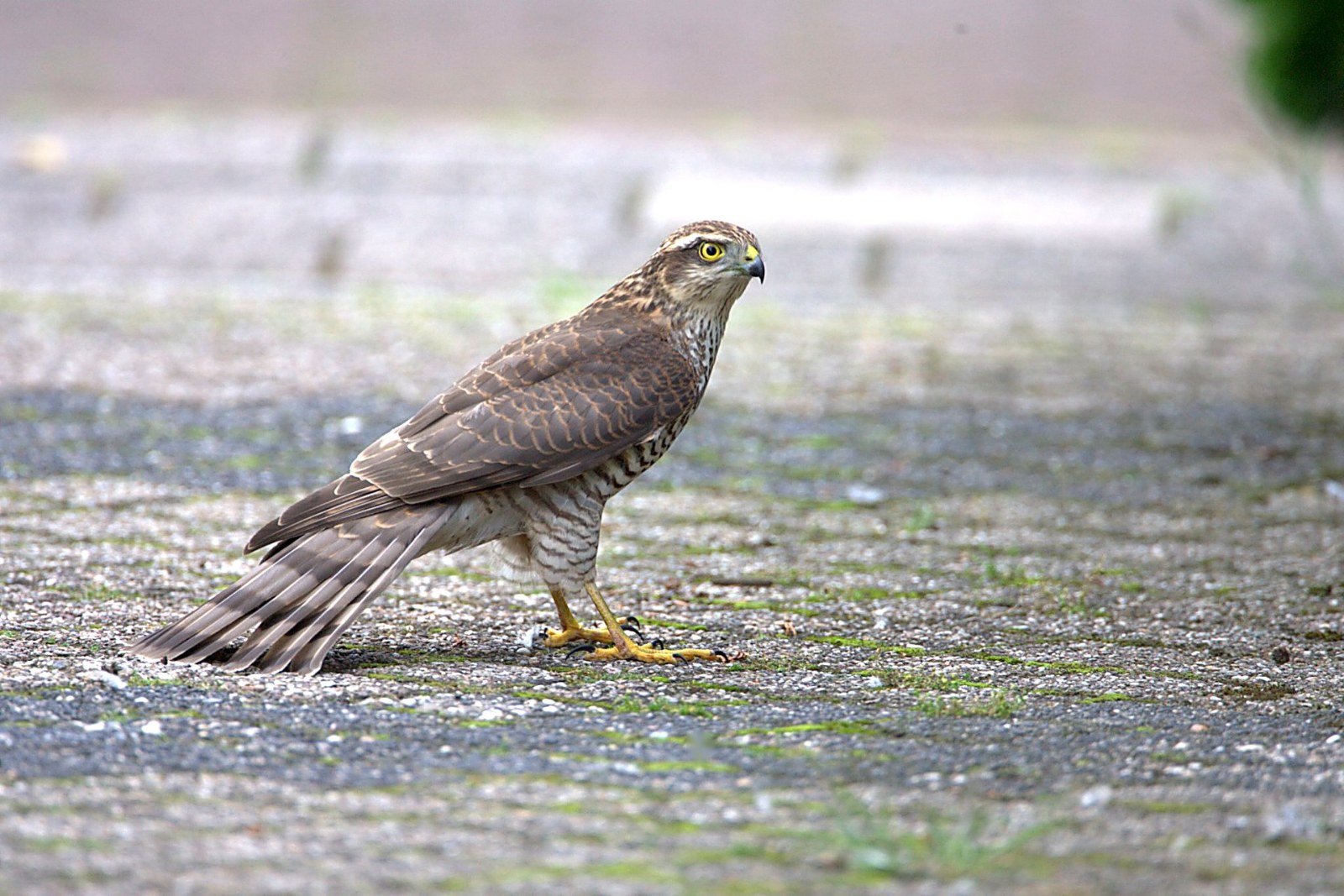 Sperwer in het pad van het huis