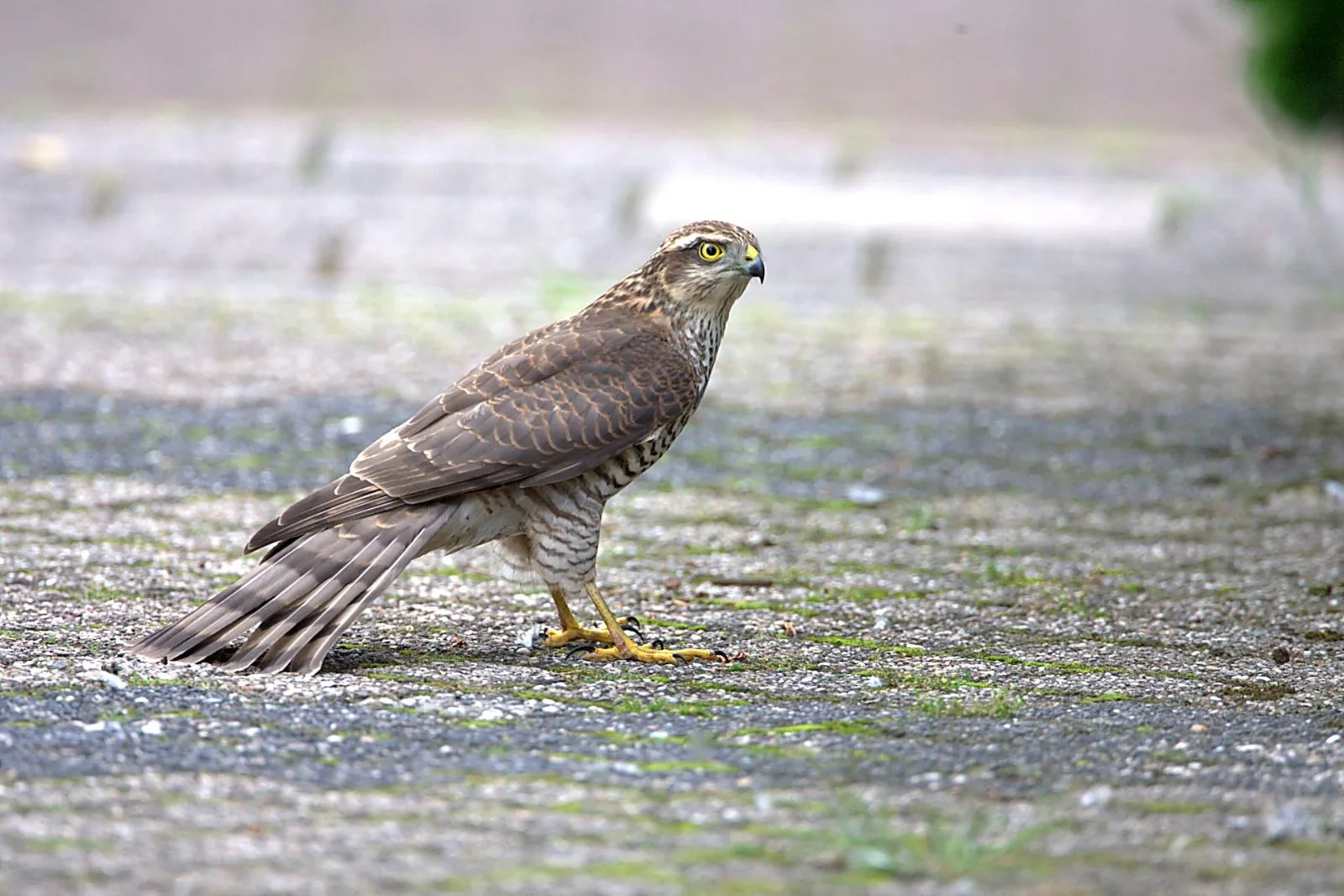 Sperwer in het pad van het huis