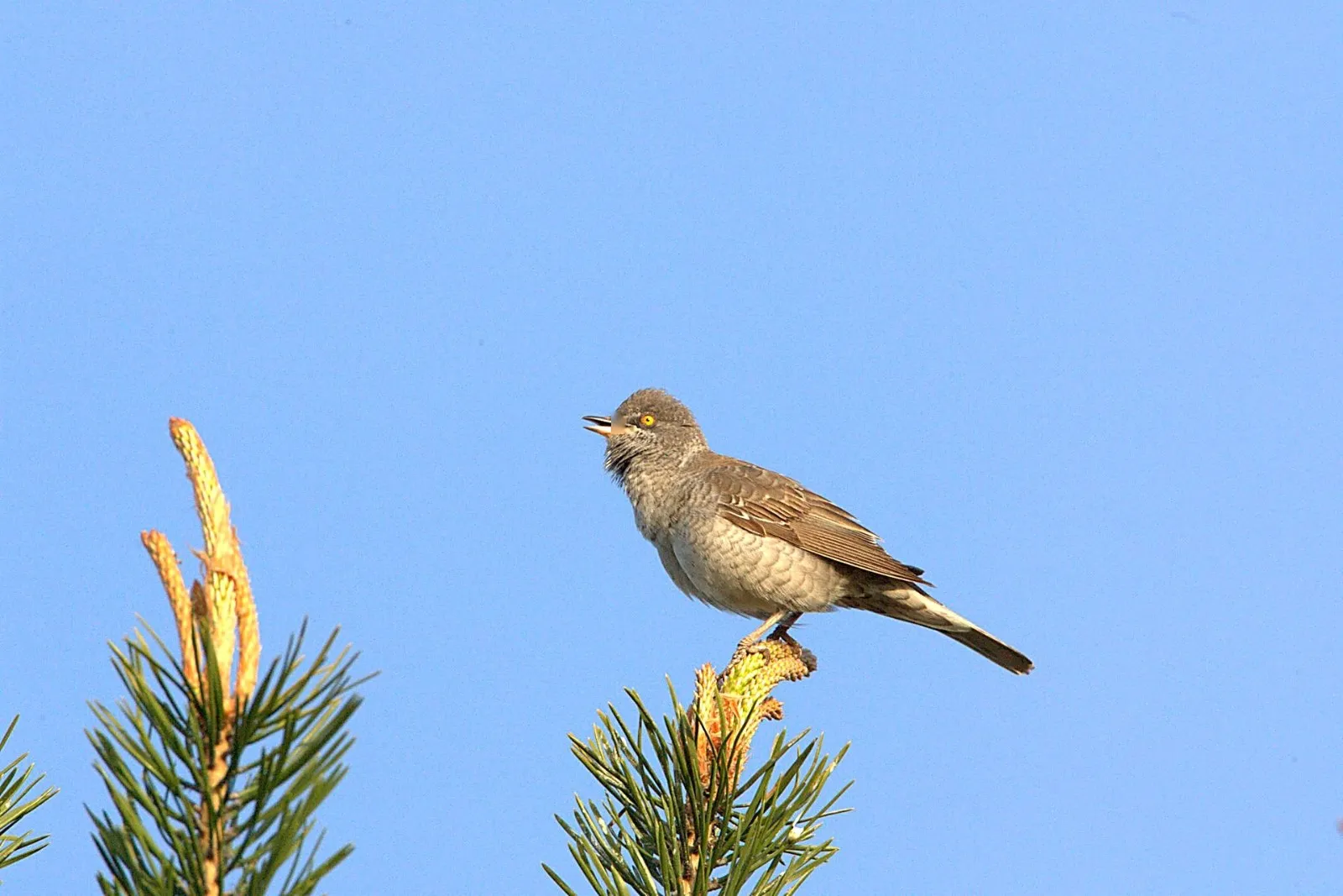 Sperwergrasmus