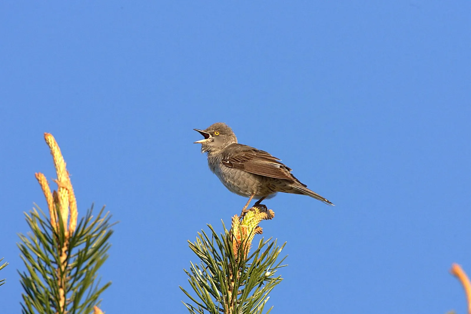 Sperwergrasmus