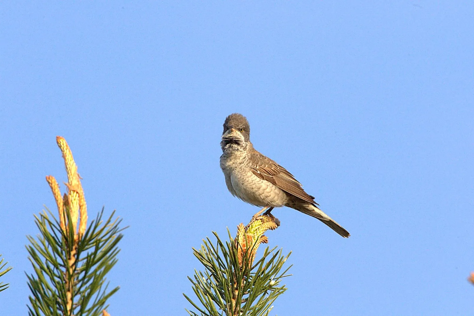 Sperwergrasmus
