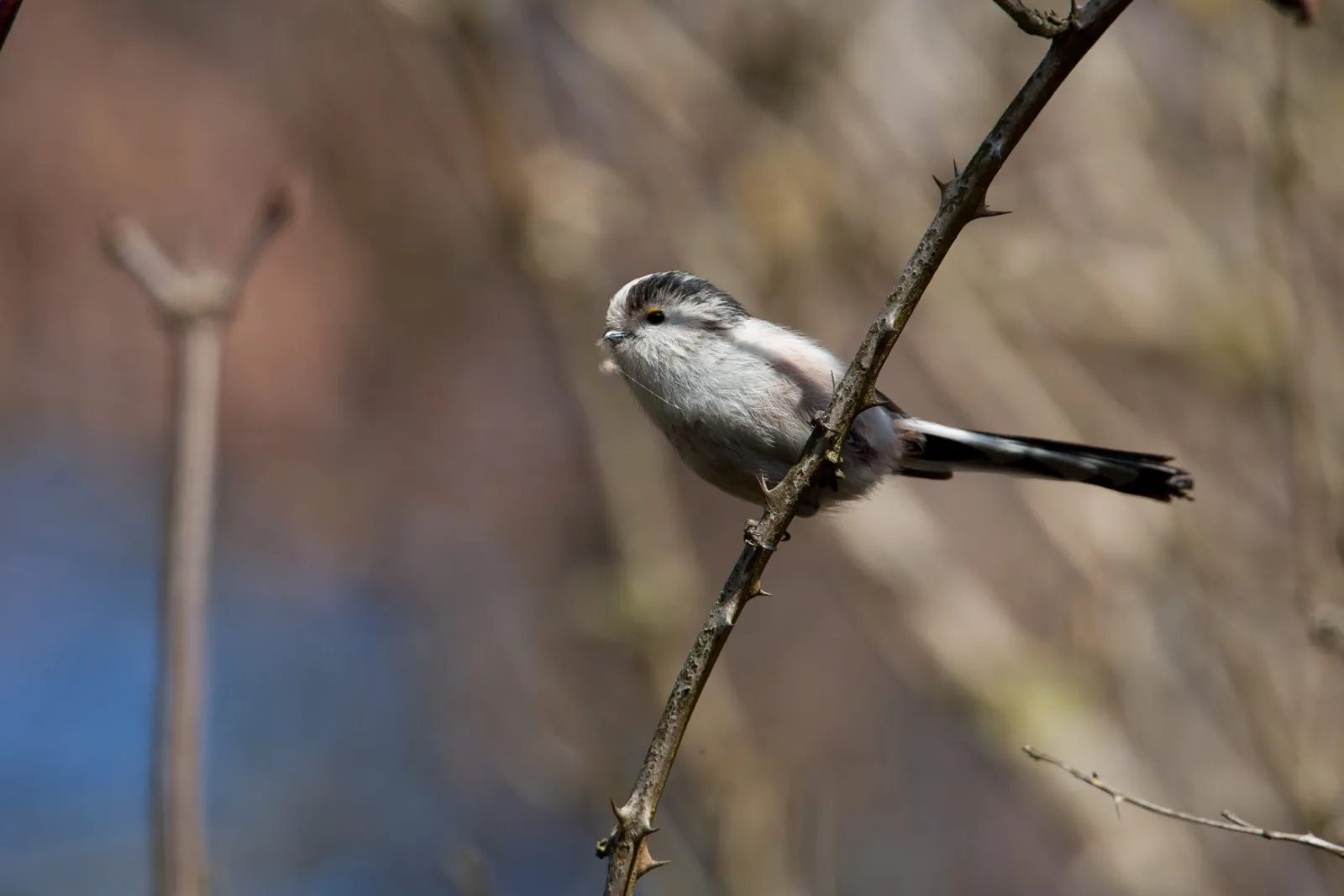 Staartmees met nestmateriaal