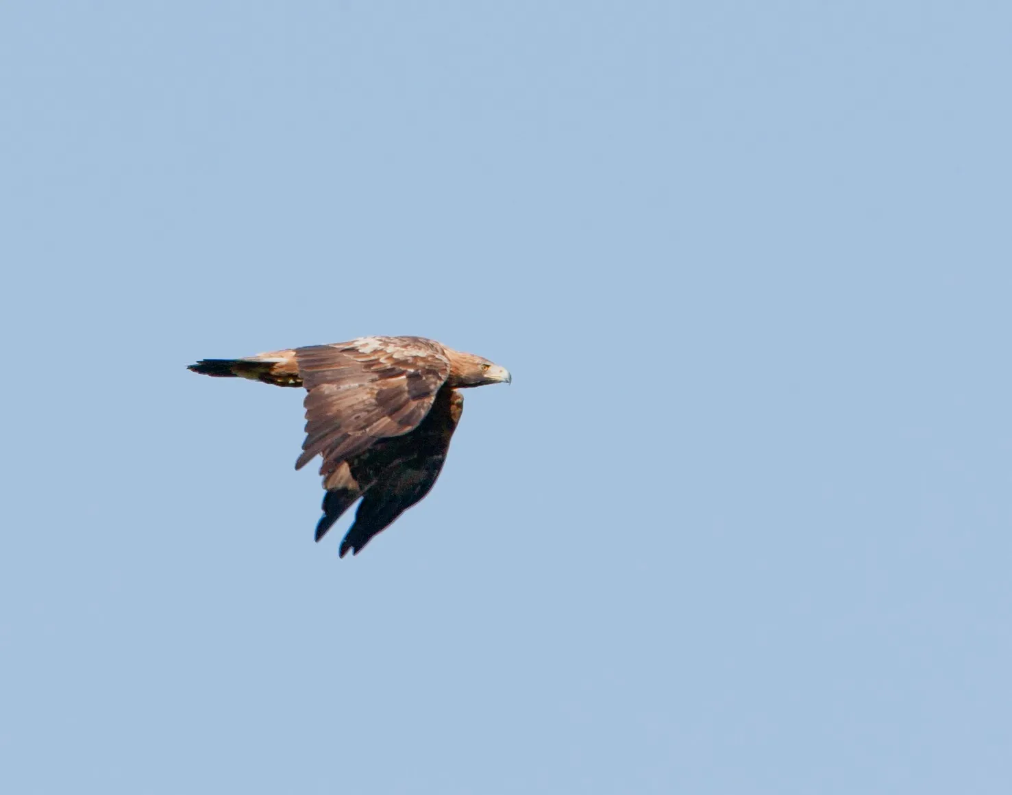 Steenarend in vlucht