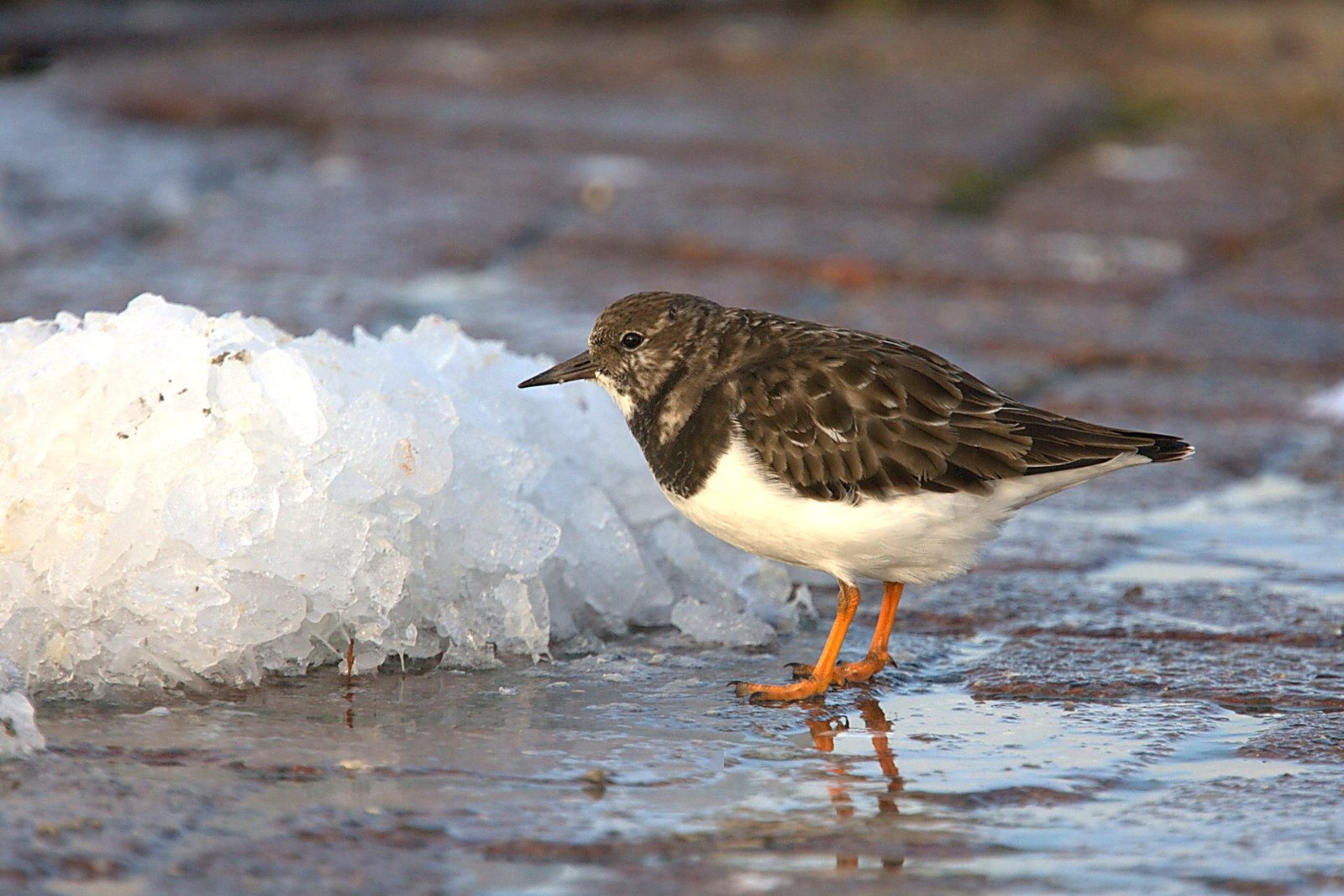 Steenloper in de haven van Lauwersoog