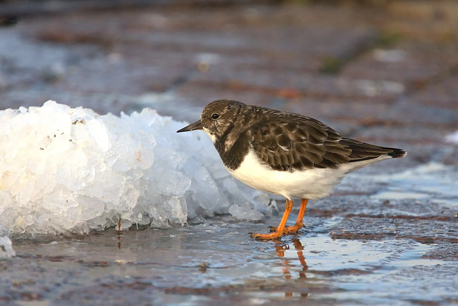 Steenloper in de haven van Lauwersoog