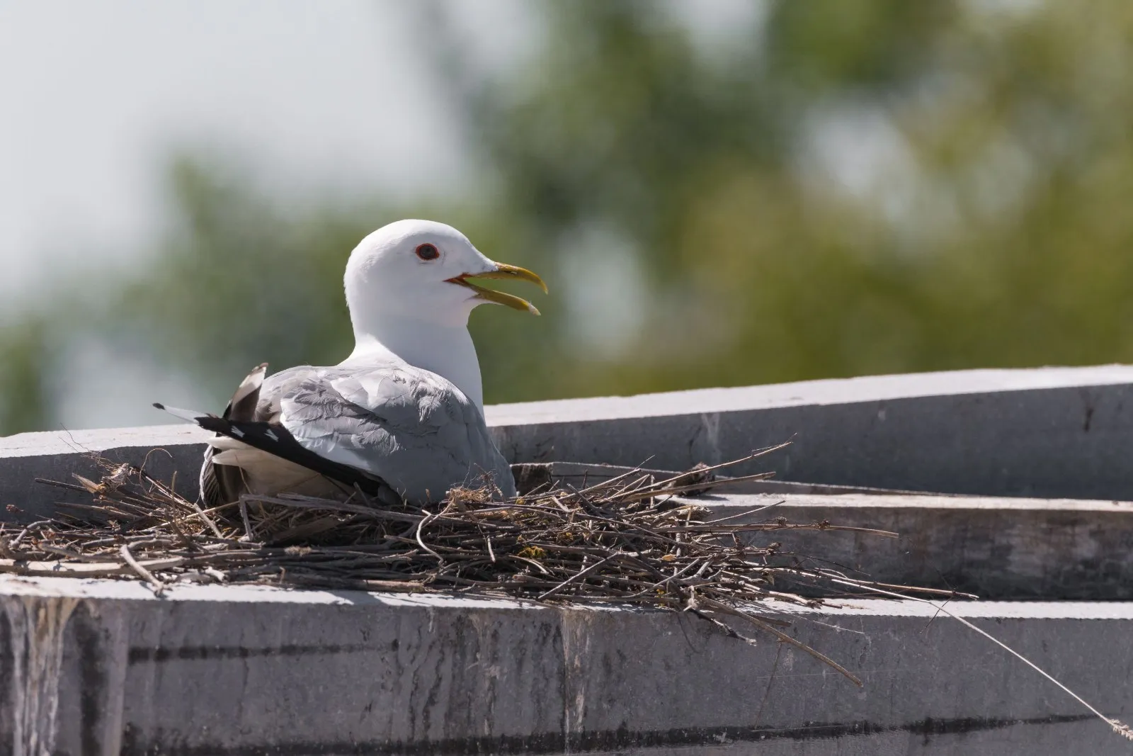 Stormmeeuw op nest