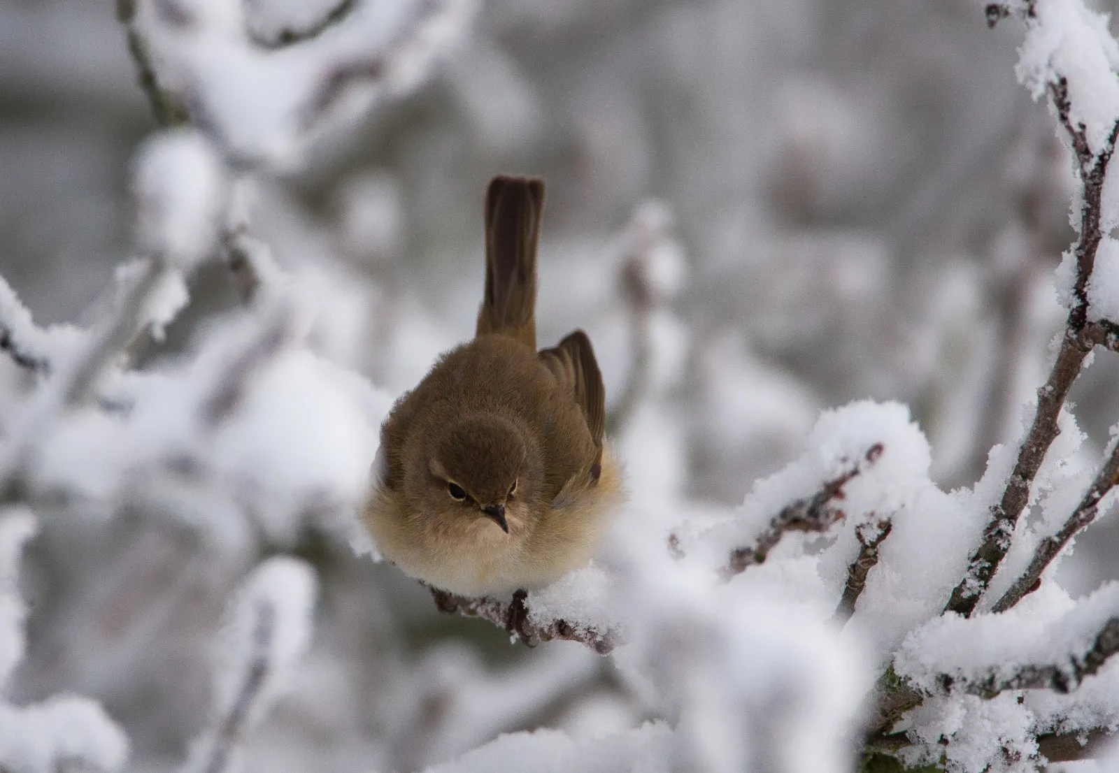 Tjiftjaf in de sneeuw