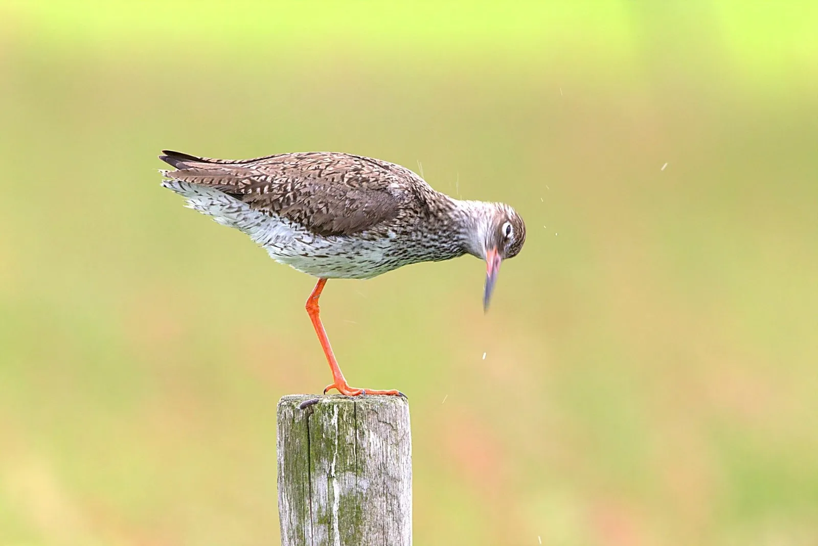 Tureluur op paal