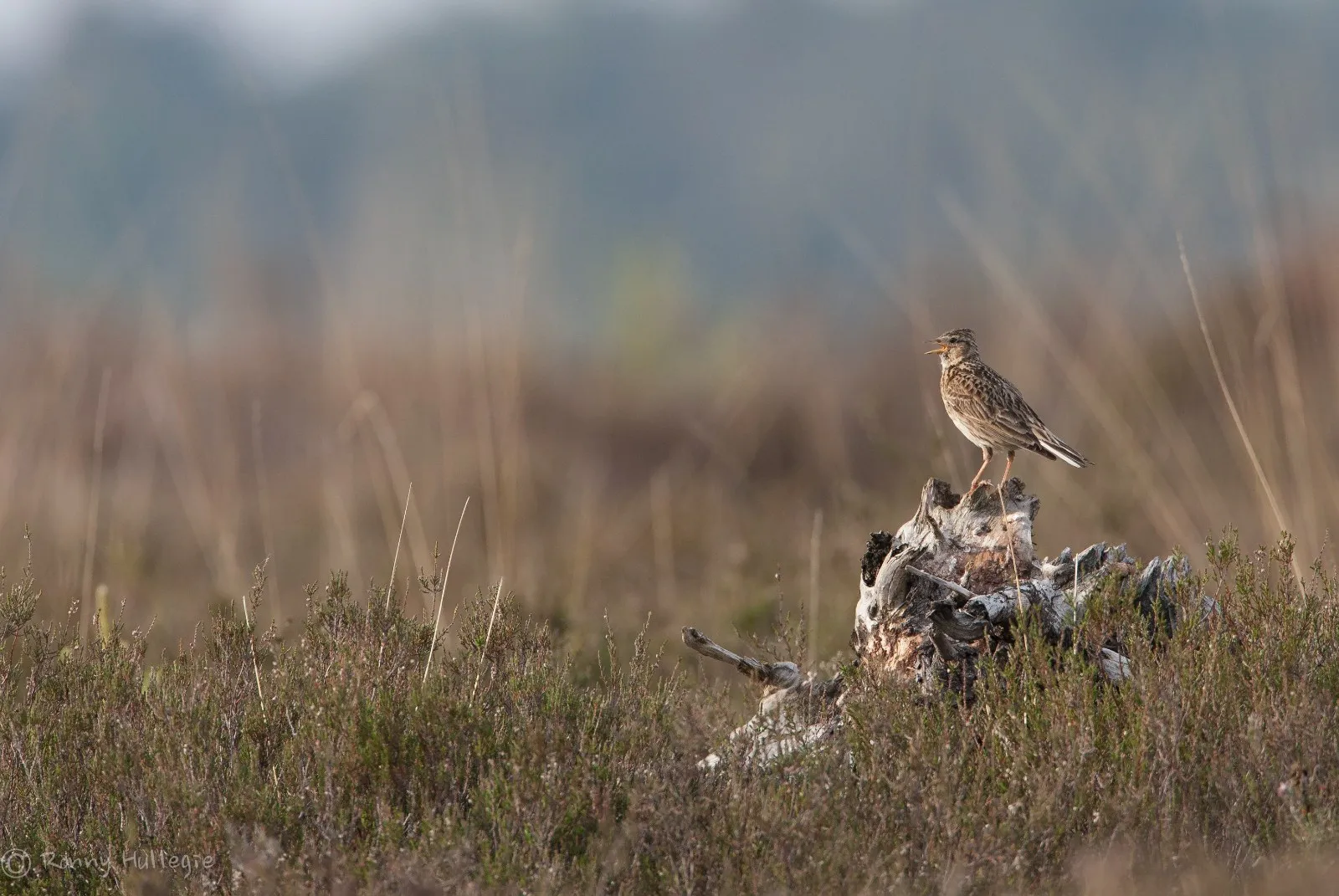 Veldleeuwerik in het landschap van de Sallandse Heuvelrug
