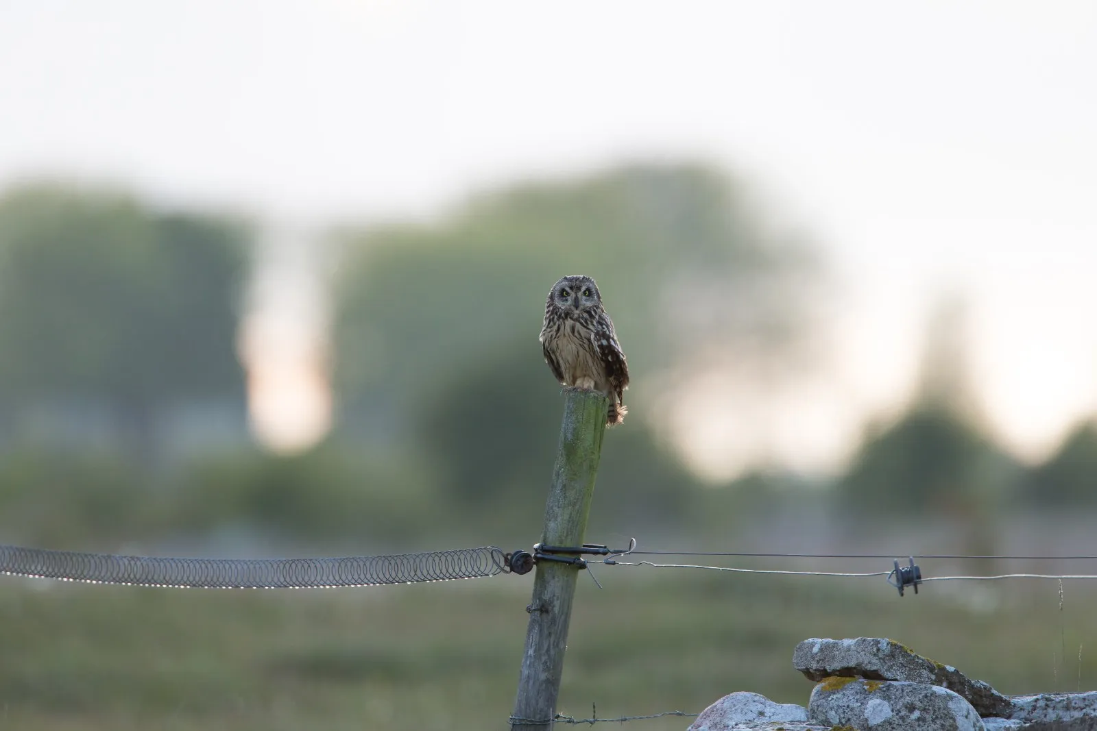 Velduil in landschap van Öland