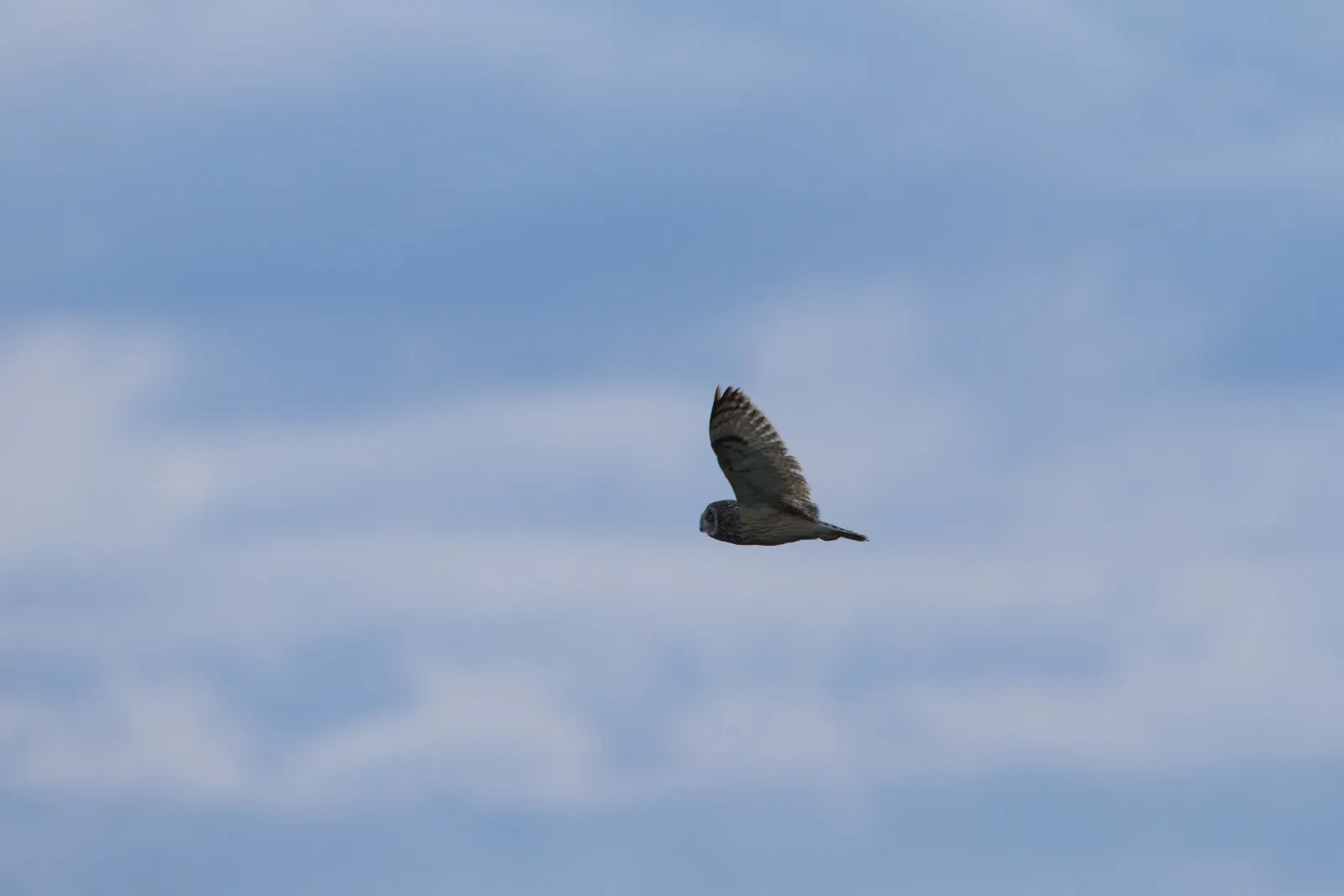 Velduil in landschap van Öland vliegend