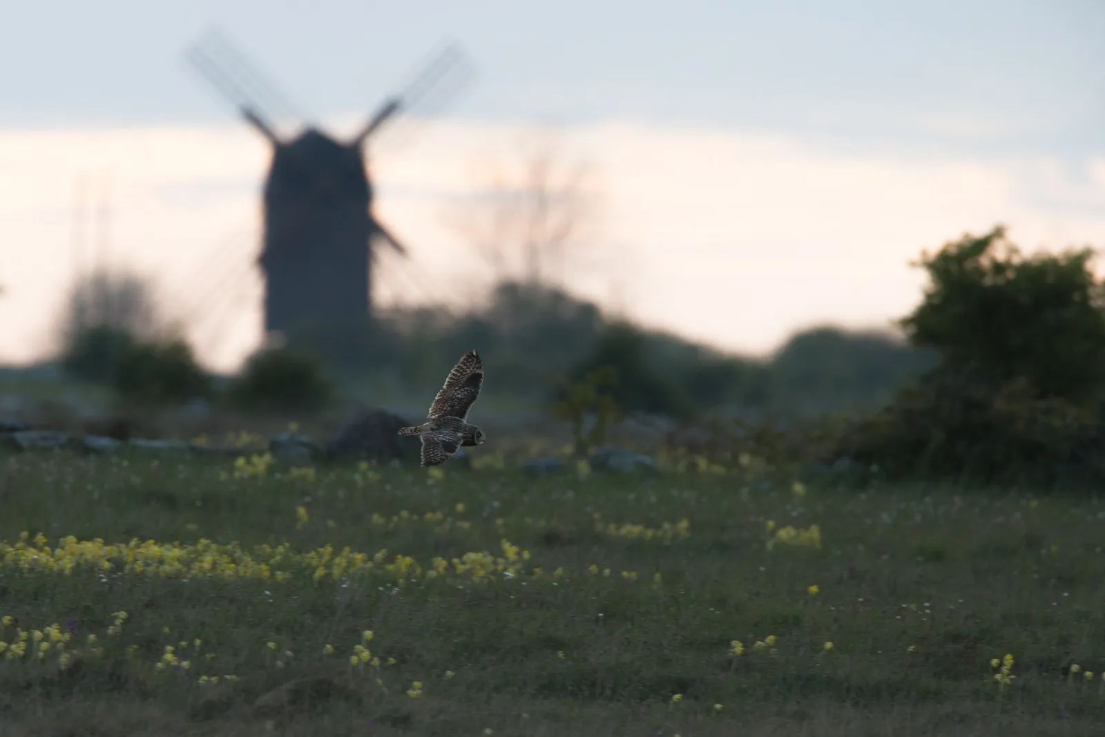 Velduil in landschap van Öland