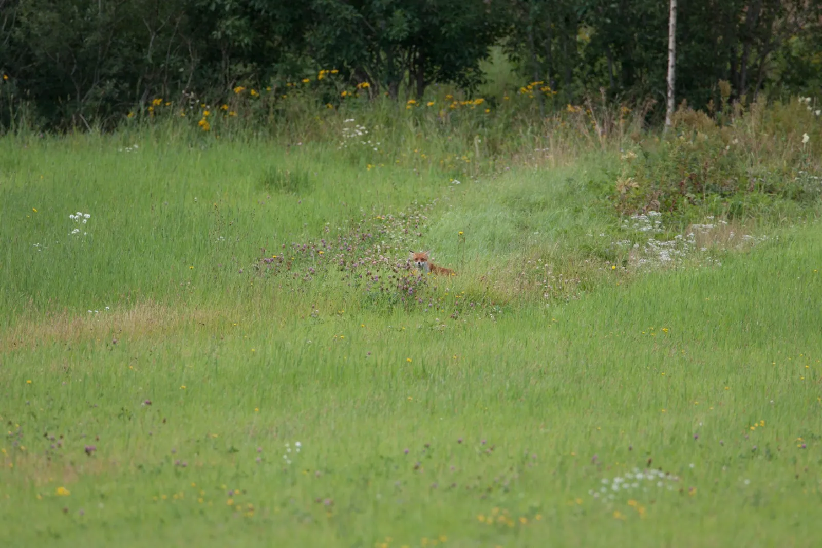 Vos in landschap