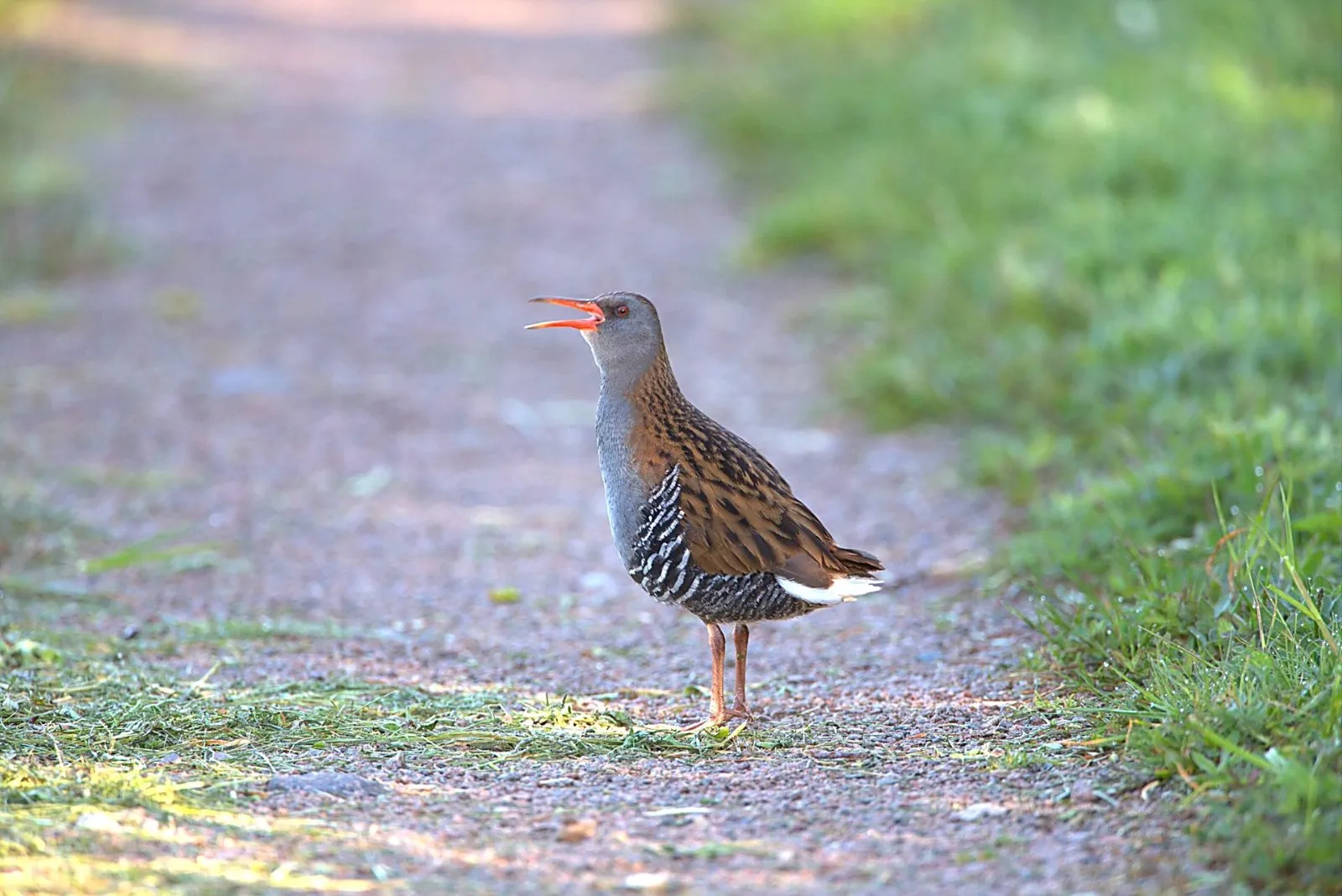 Waterral op het pad
