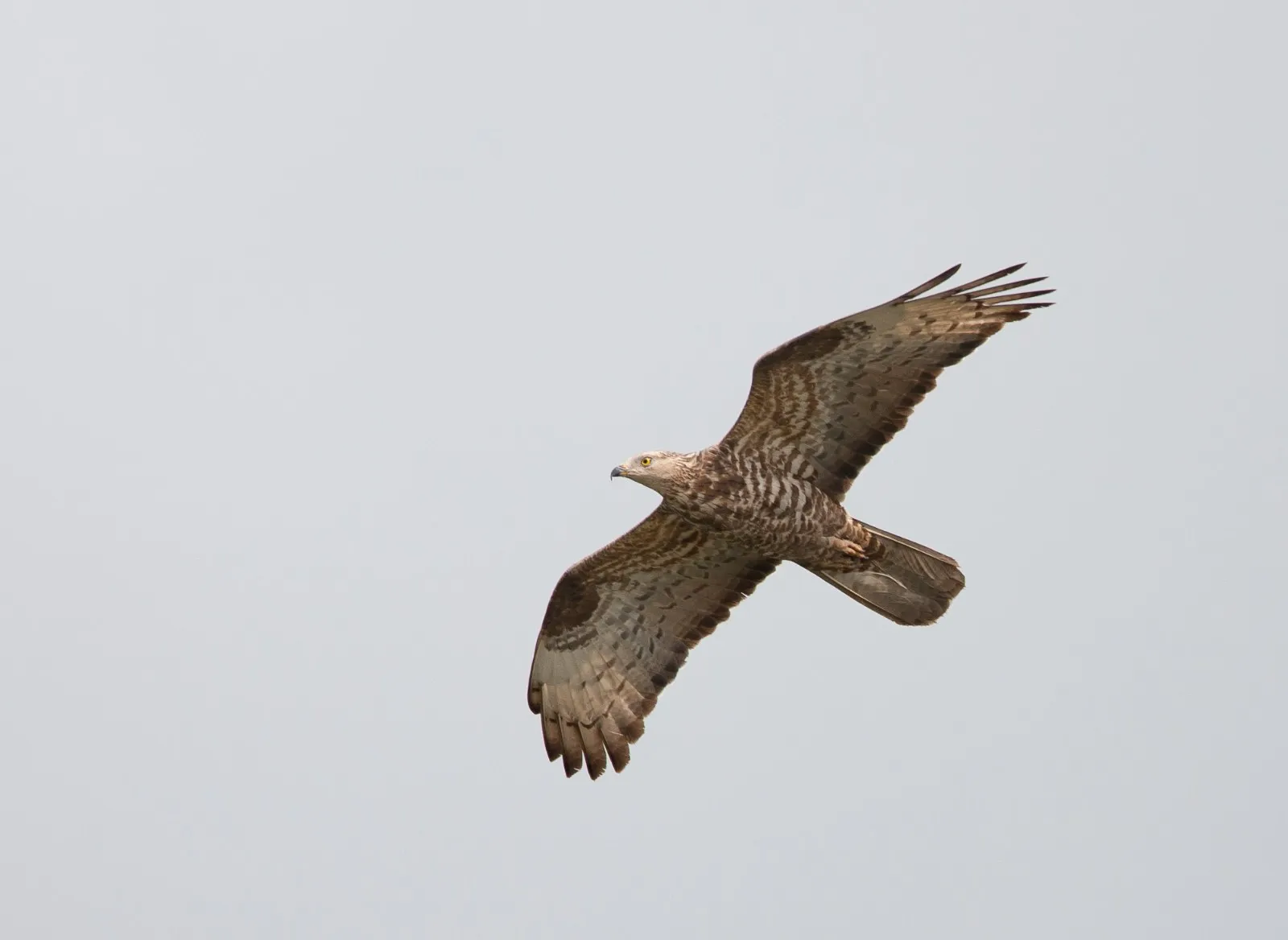 Wespendief in de vlucht