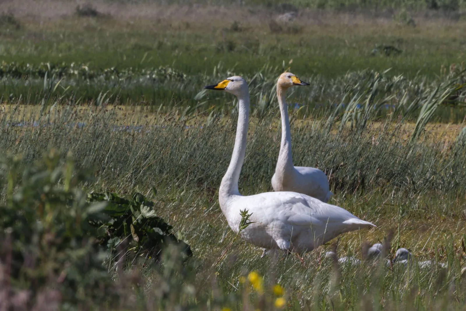 Wilde Zwaan in broedgebied
