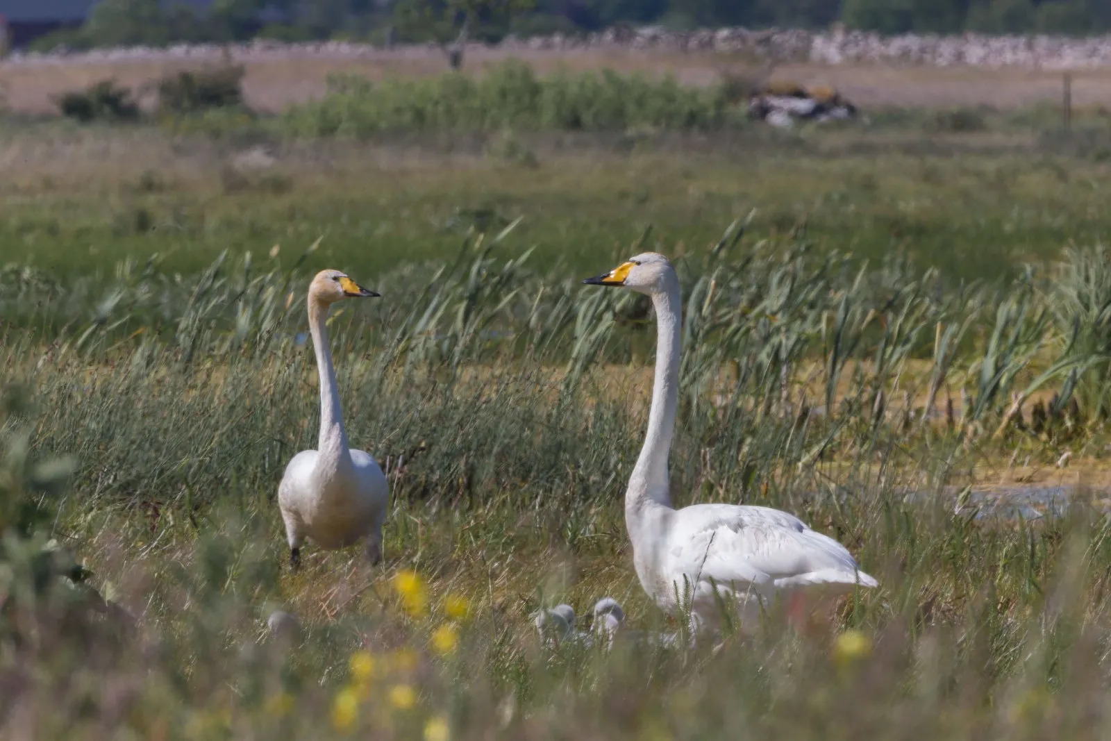 Wilde Zwaan in broedgebied