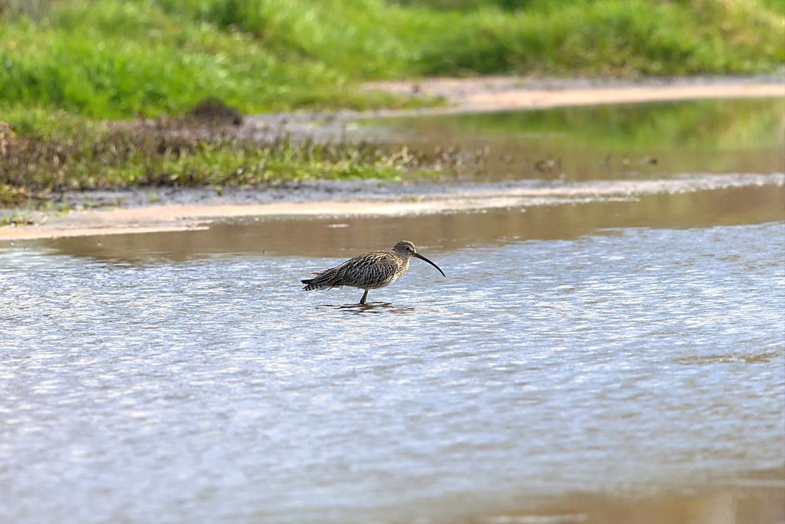 Wulp in het water