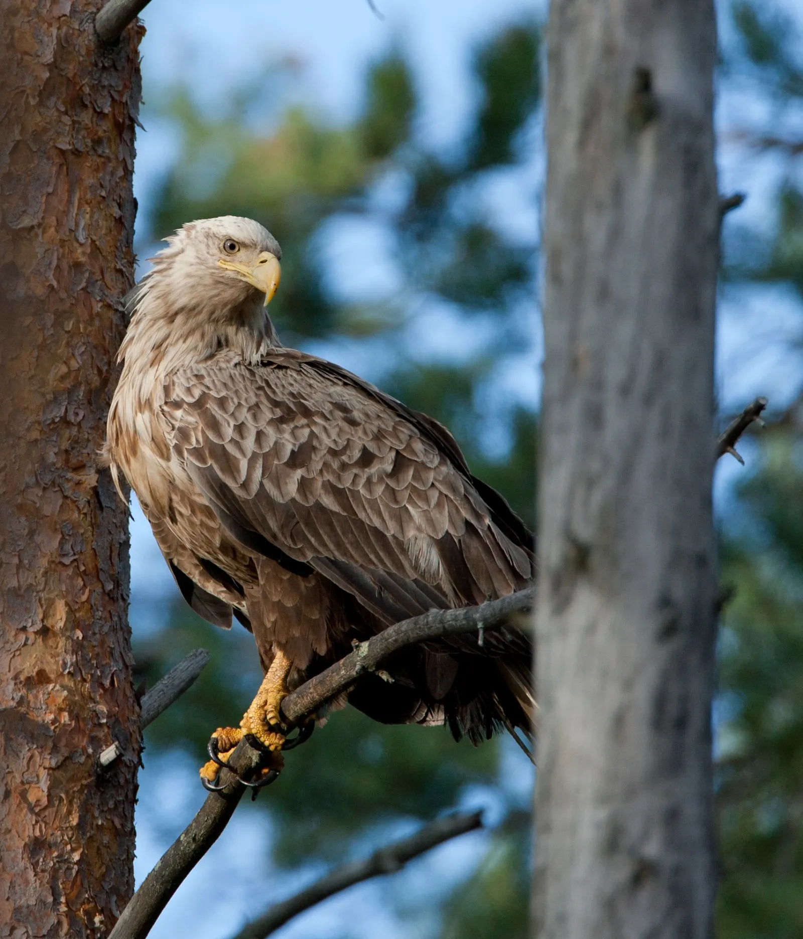 Zeearend op voederplaats voor Bruine Beren