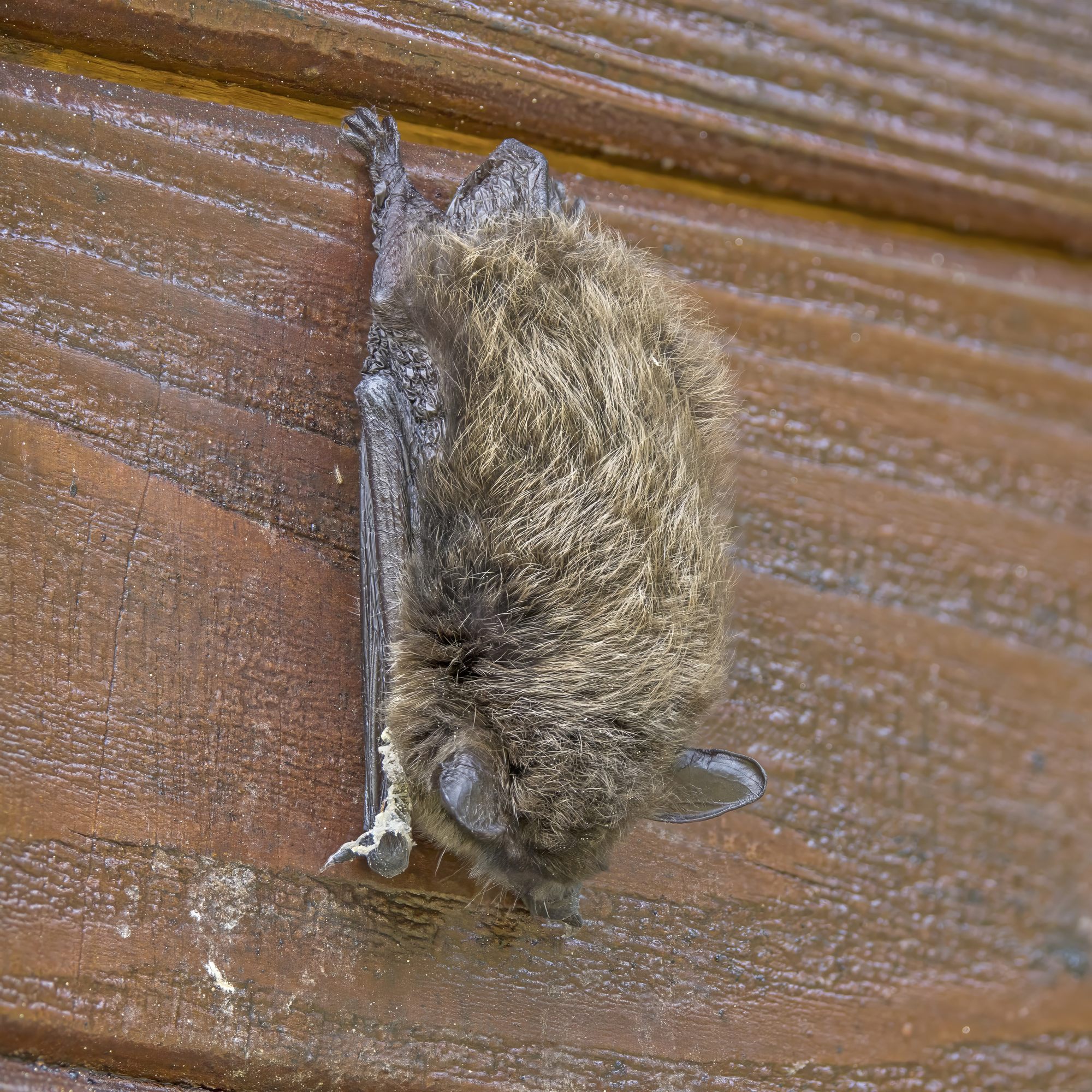 Baardvleermuis