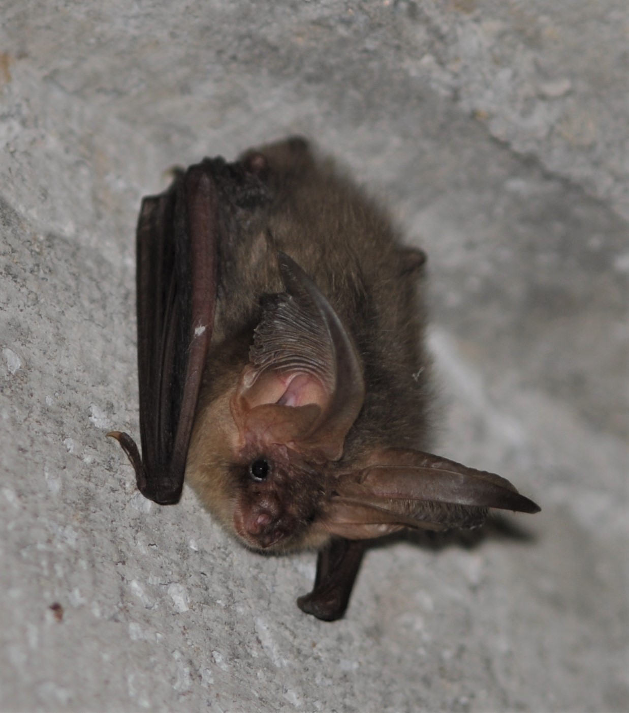 Gewone grootoorvleermuis