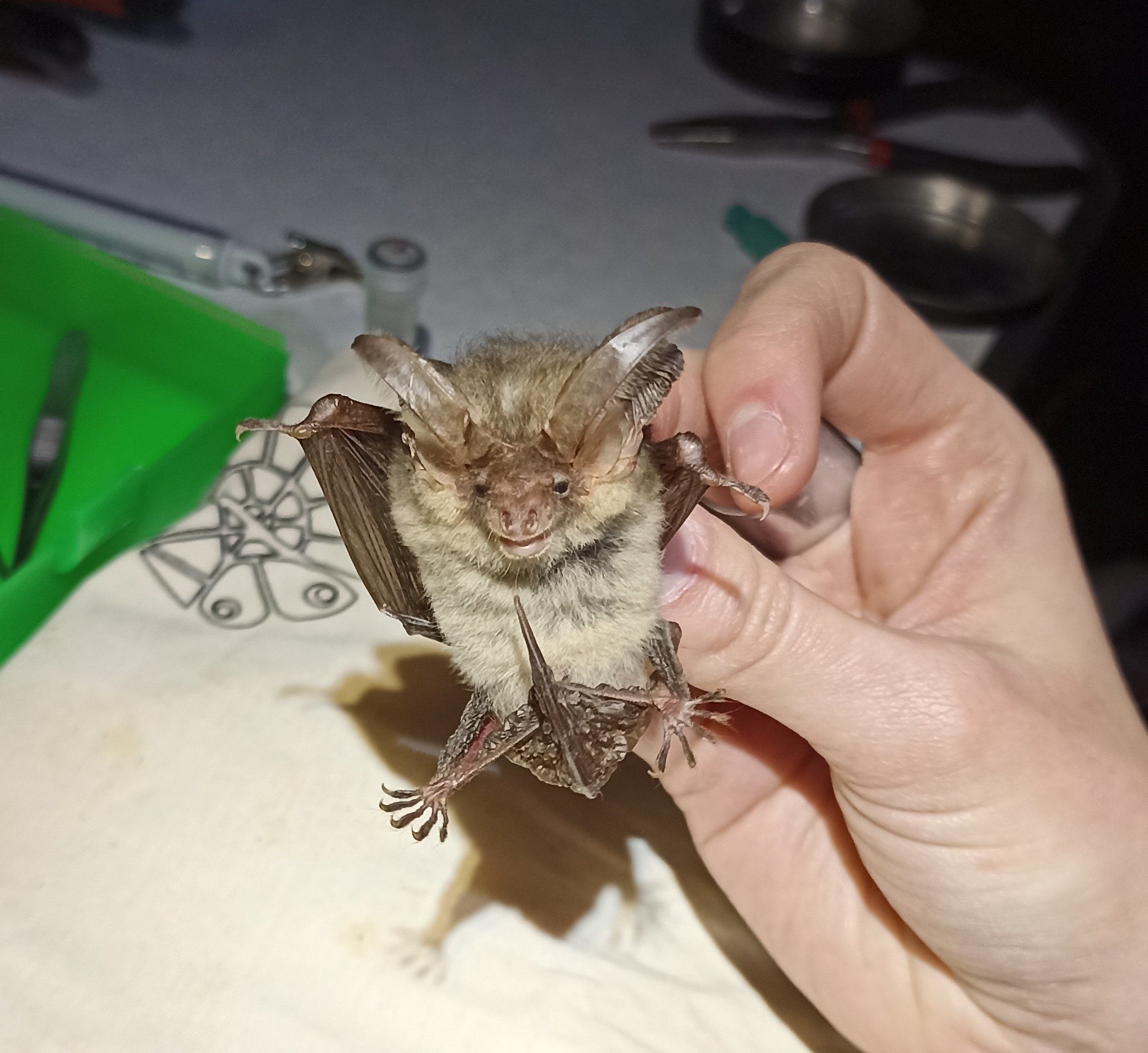 Grijze grootoorvleermuis