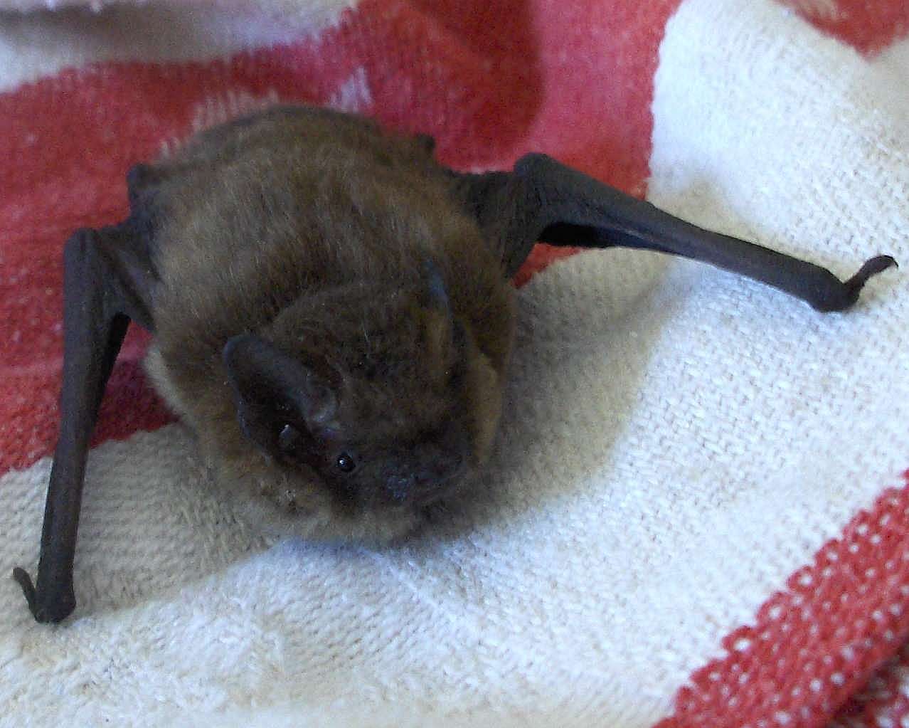 Kleine dwergvleermuis