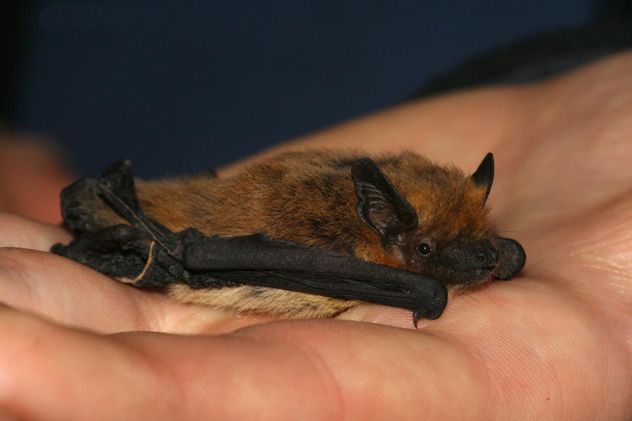 Kuhls dwergvleermuis